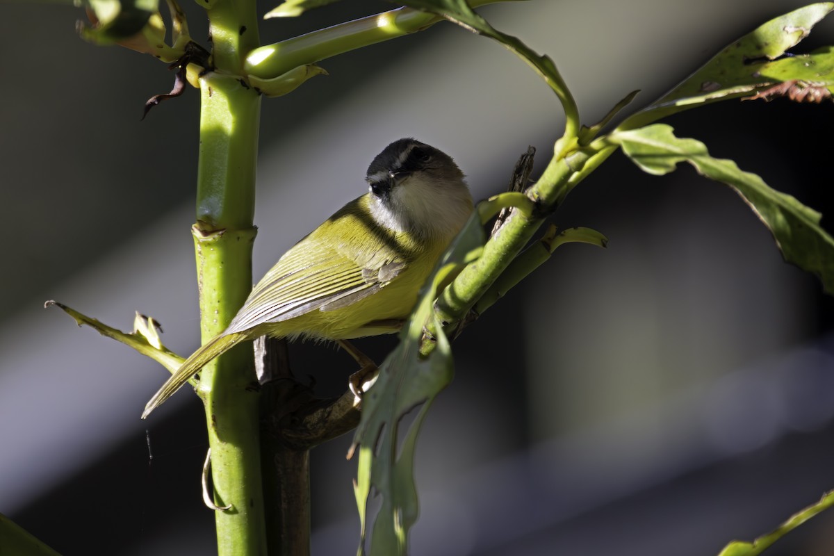 Yellow-bellied Warbler - ML647406897