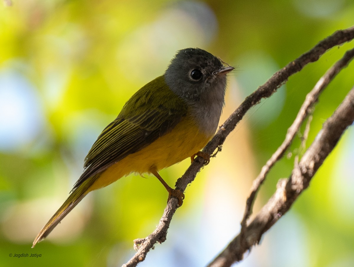 Gray-headed Canary-Flycatcher - ML647406905