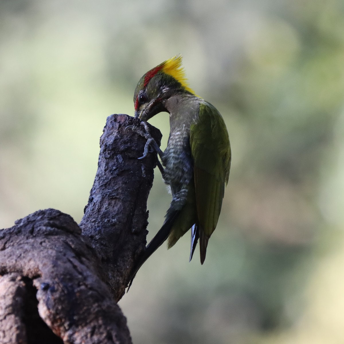 Lesser Yellownape - ML647406907