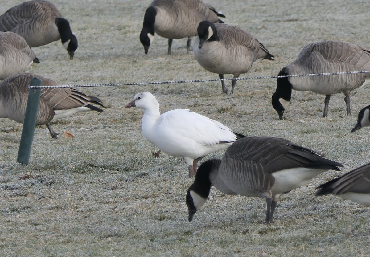 Гуска біла - ML647406908