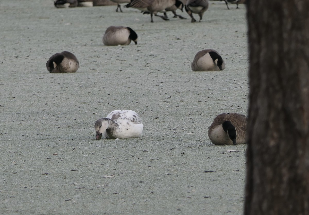 Гуска біла - ML647406909