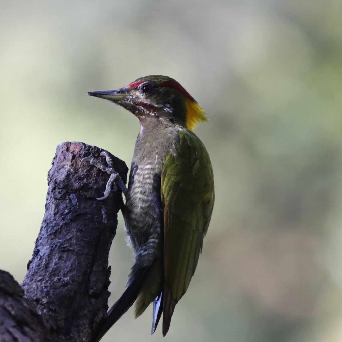 Lesser Yellownape - ML647406912