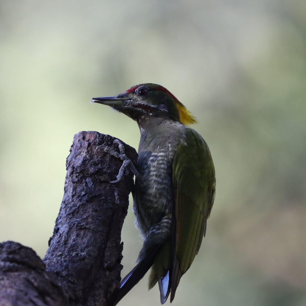 Lesser Yellownape - ML647406918