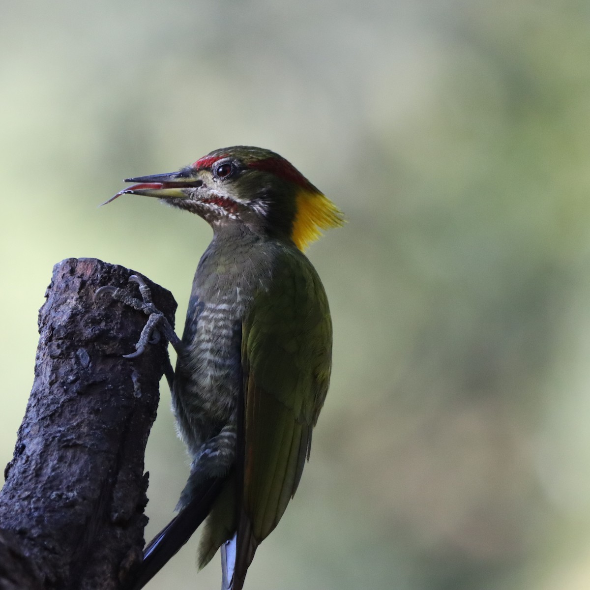 Lesser Yellownape - ML647406925