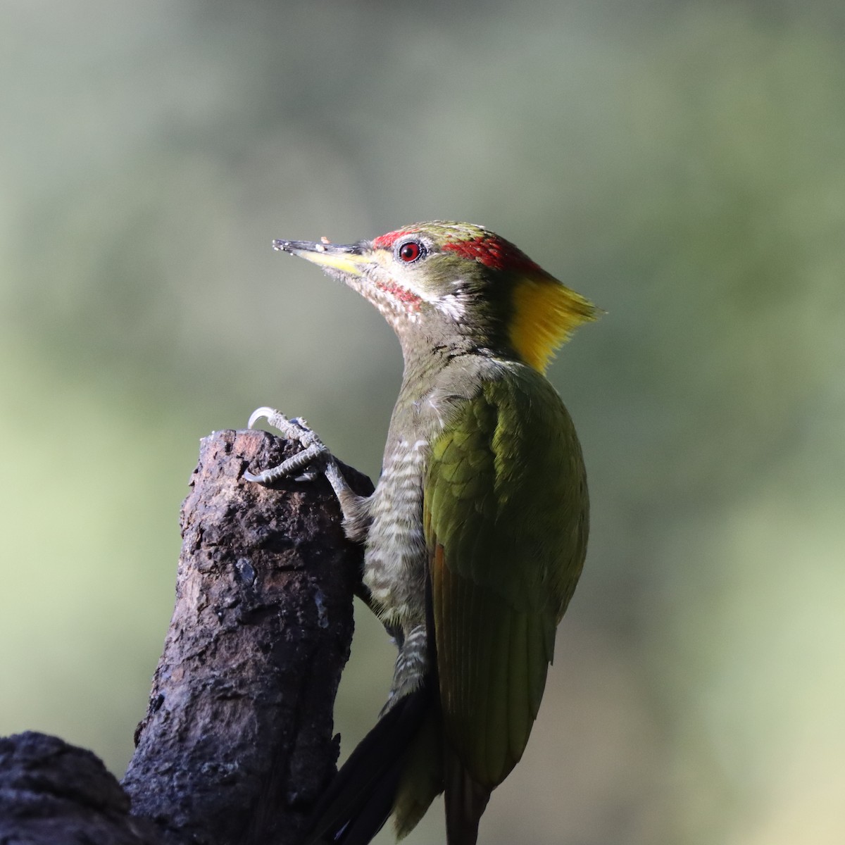 Lesser Yellownape - ML647406929