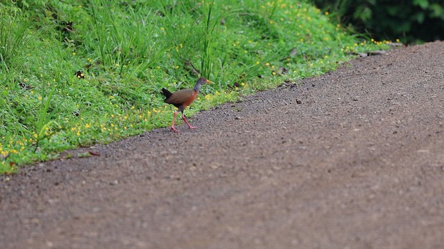 Gray-cowled Wood-Rail - ML647406930