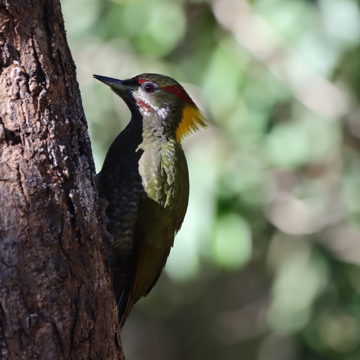 Lesser Yellownape - ML647406932