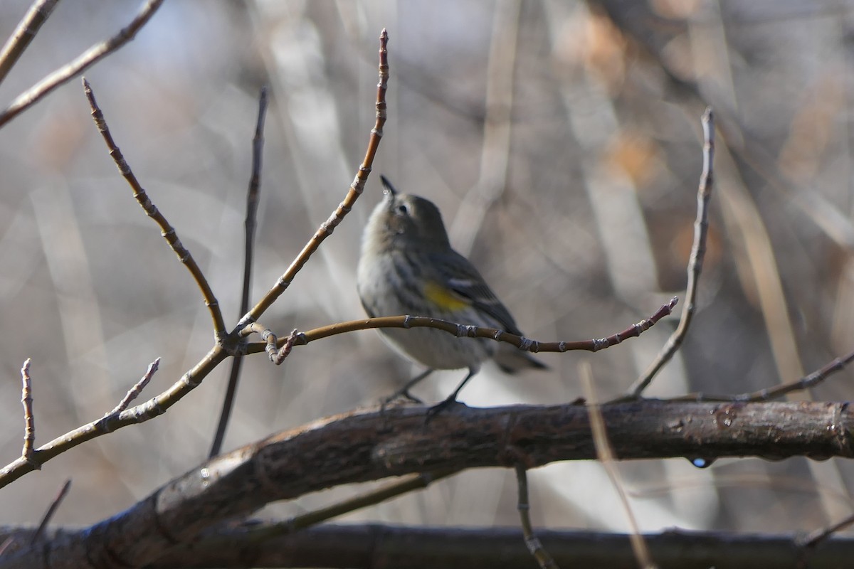 Пісняр-лісовик жовтогузий - ML647406936