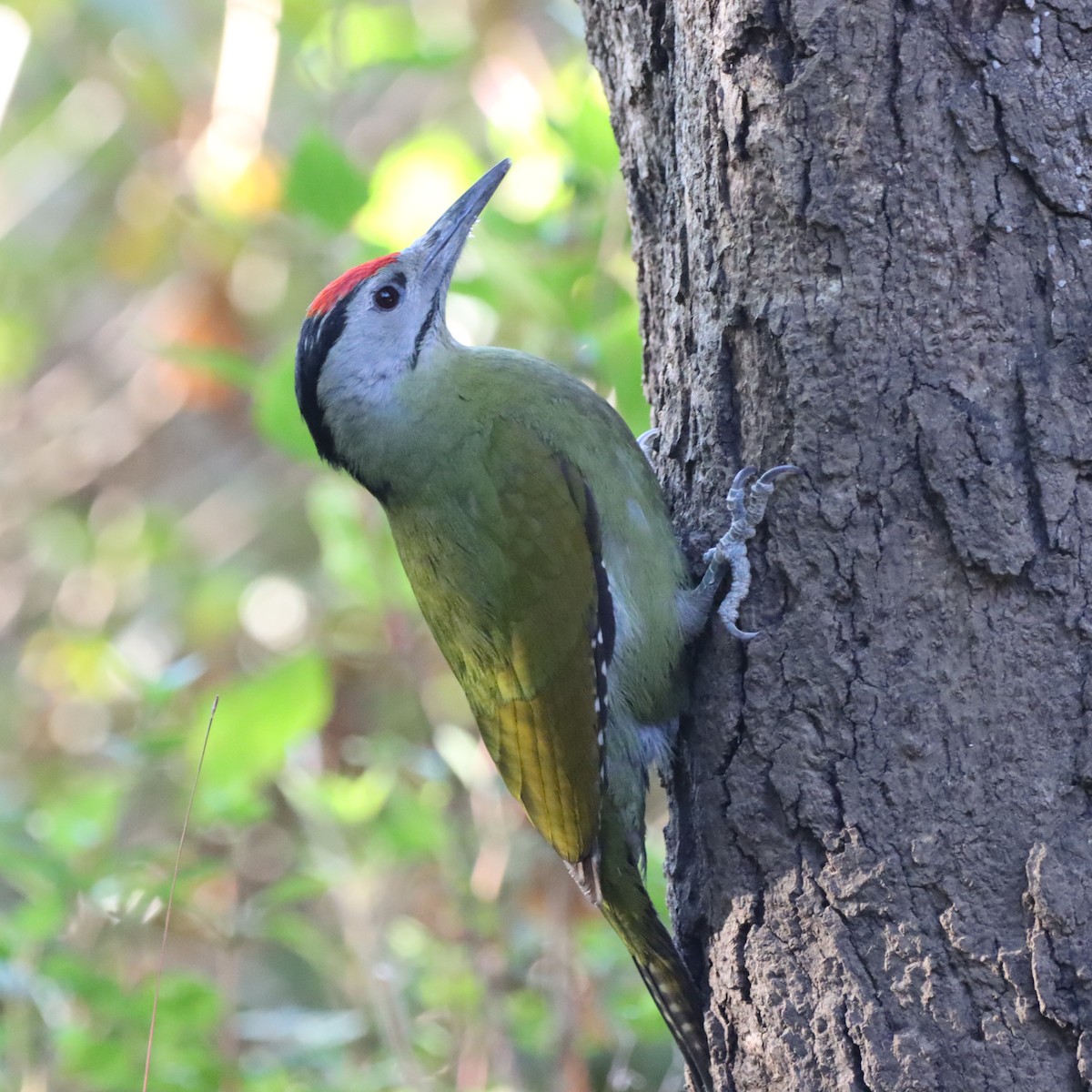 Pic cendré - ML647406938