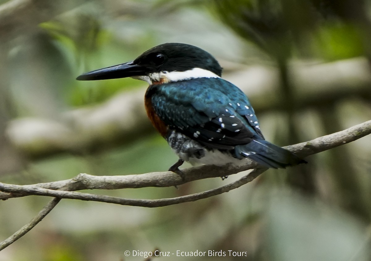 Green Kingfisher - ML647406939