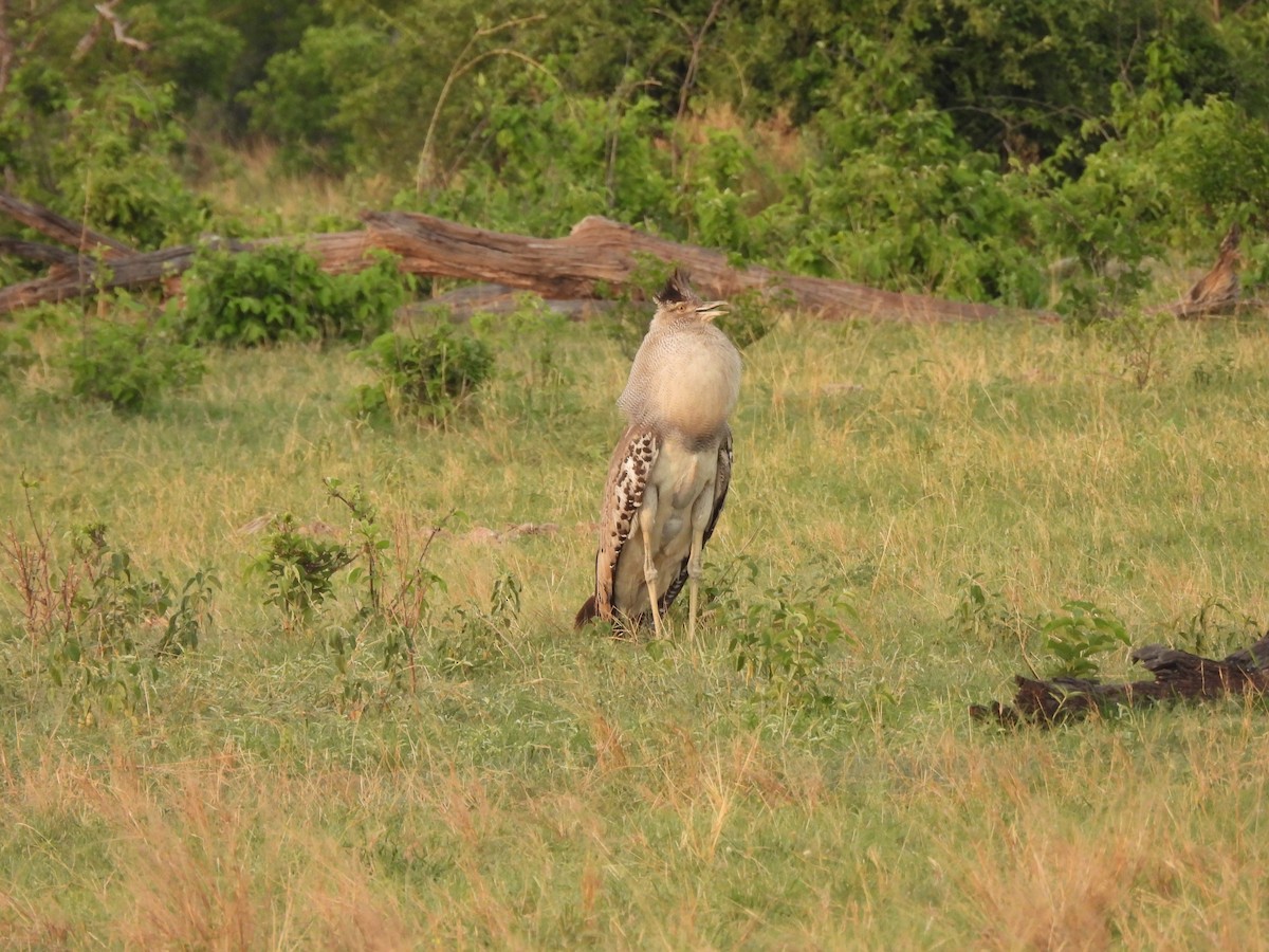Kori Bustard - ML647406942