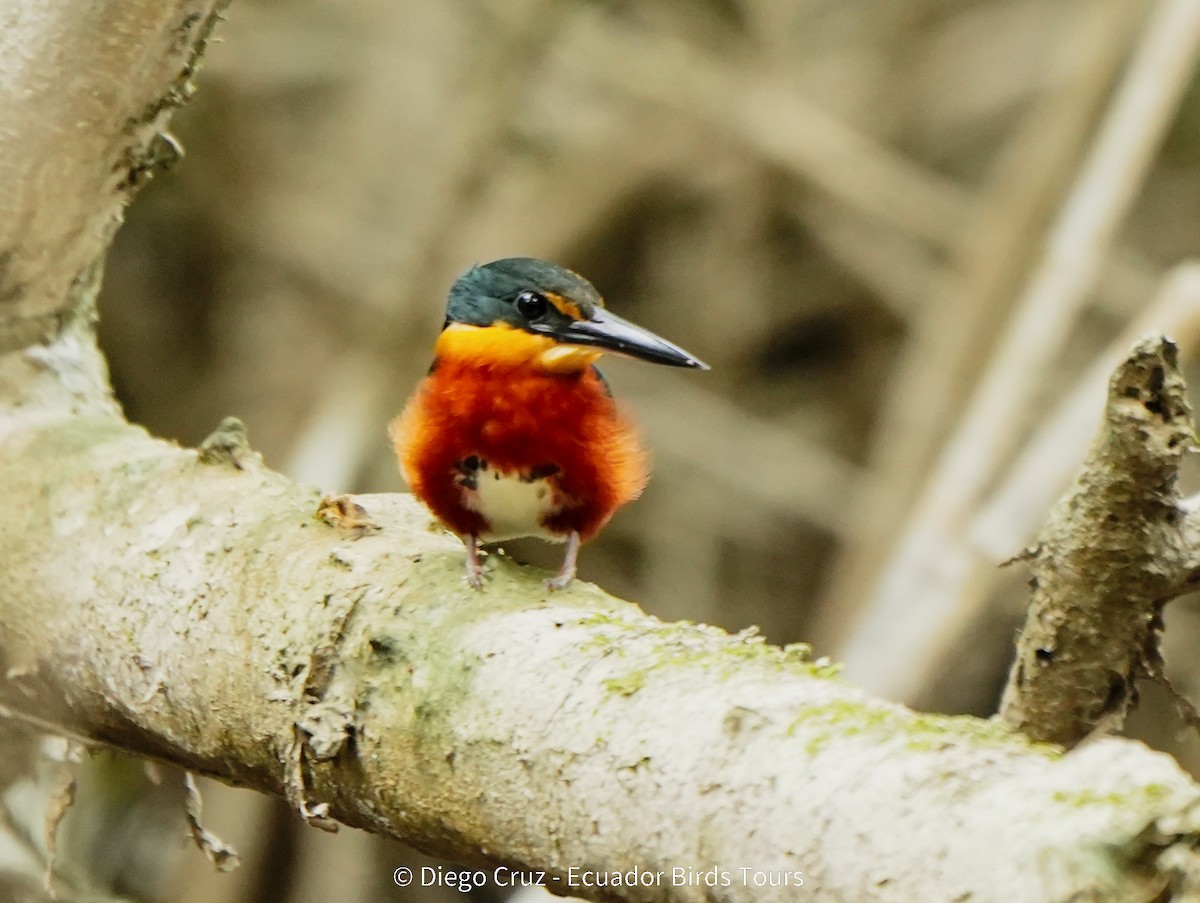 Erzfischer - ML647406944