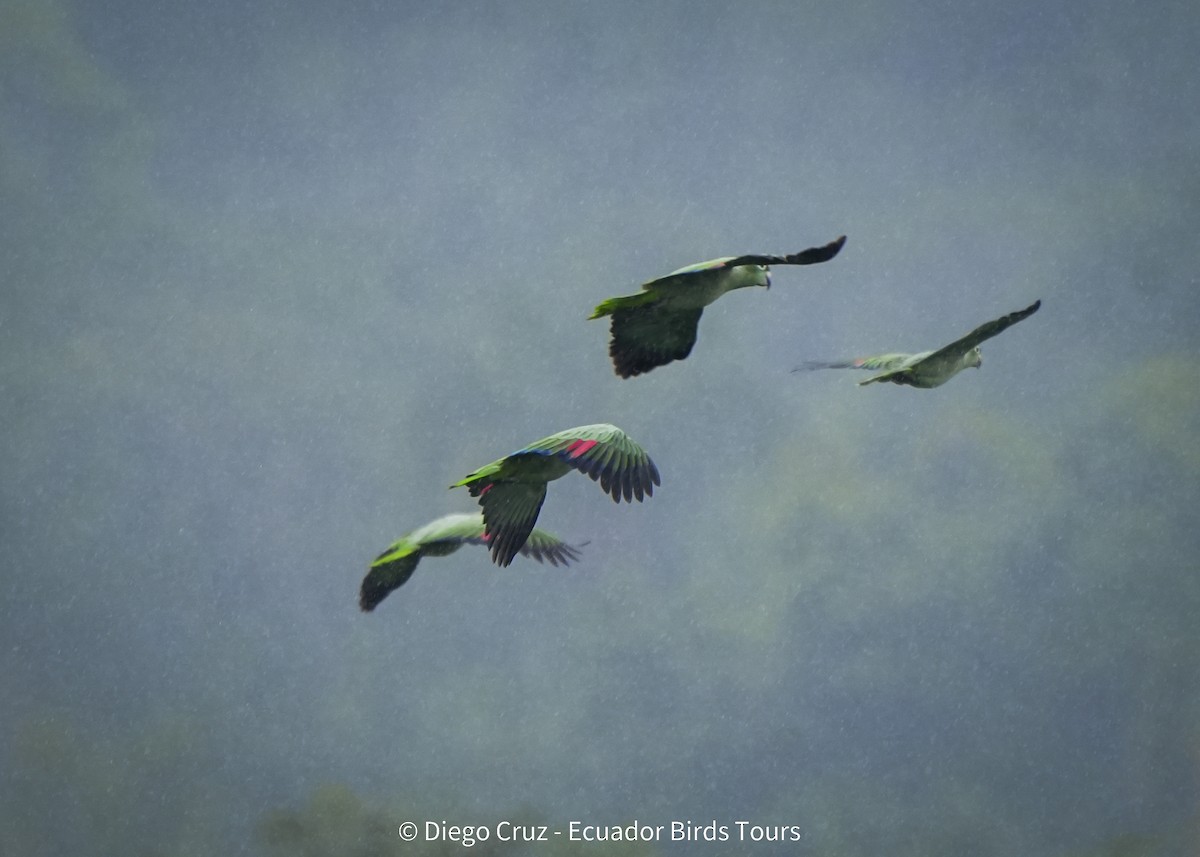 Mealy Amazon - ML647406951