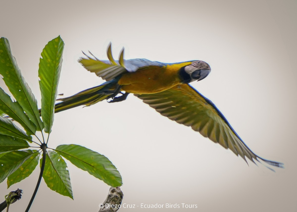 Ara gialloblu - ML647406953