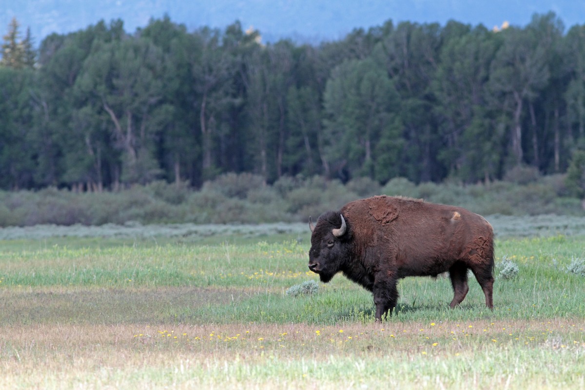 Amerika Bizonu - ML647406954