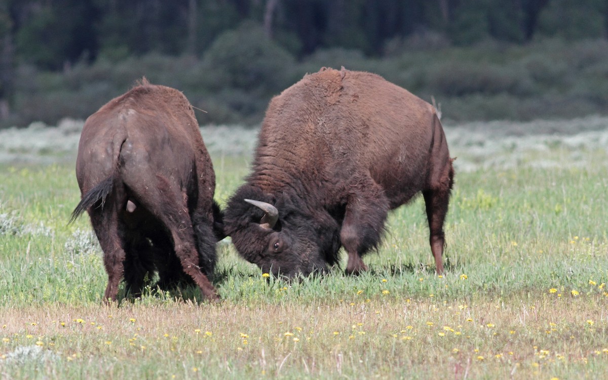 Amerika Bizonu - ML647406956