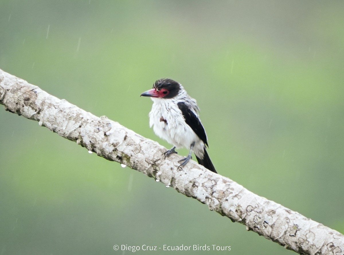 Black-tailed Tityra - ML647406957