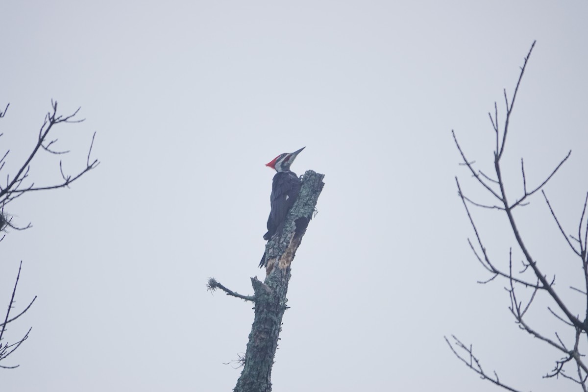 Pileated Woodpecker - ML647406961