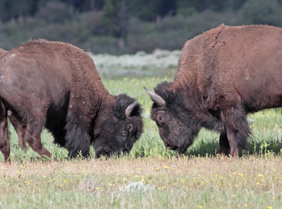 Amerika Bizonu - ML647406964