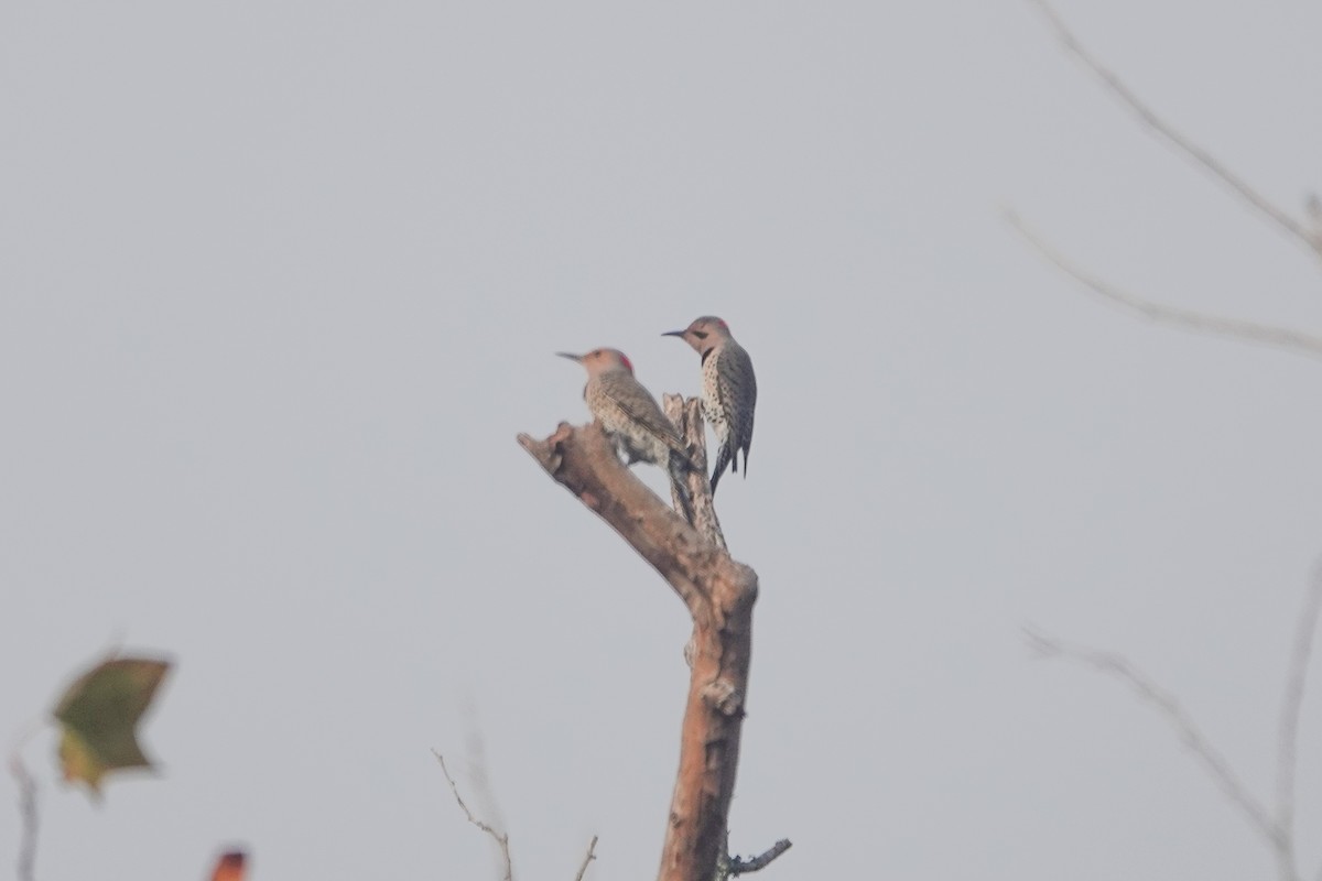 נקר צפון-אמריקני - ML647406965