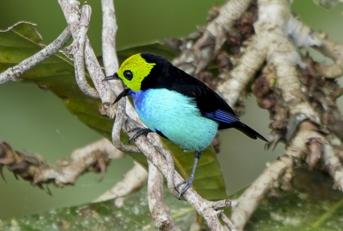 Paradise Tanager - ML647406971