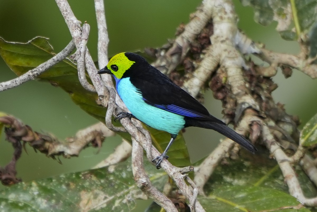 Paradise Tanager - ML647406972