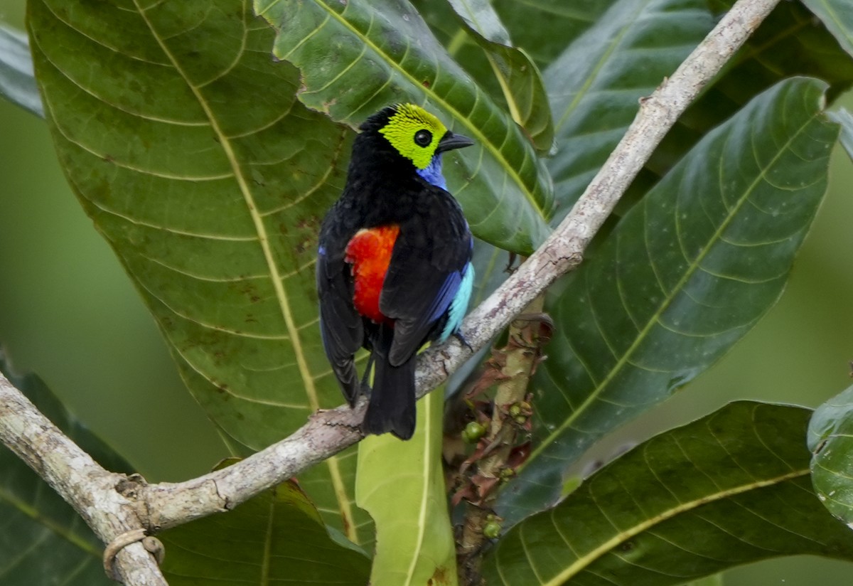 Paradise Tanager - ML647406973