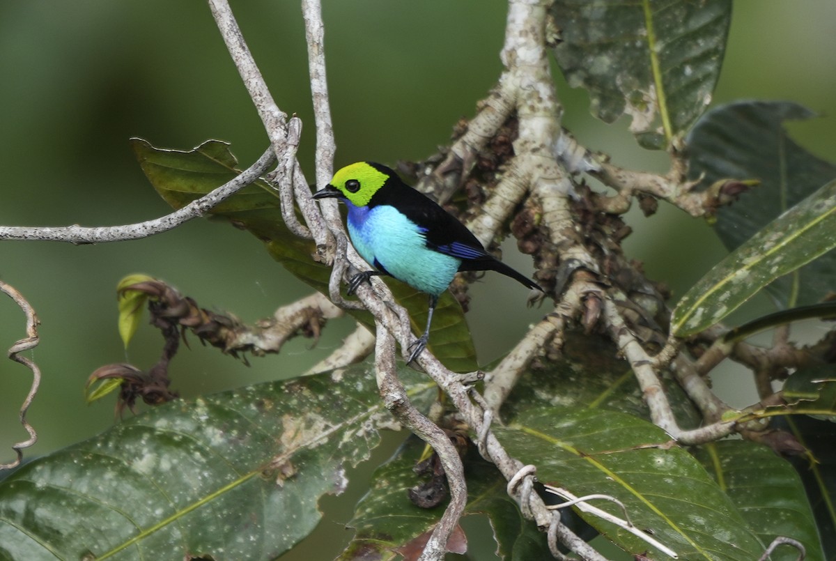 Paradise Tanager - ML647406974