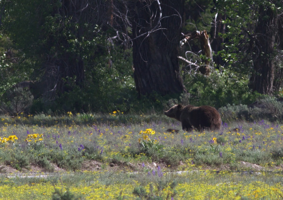 Grizzly Bear - ML647406975