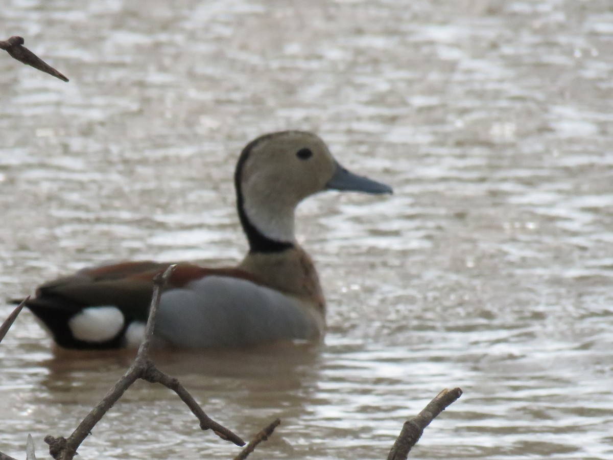Ringed Teal - ML647406976