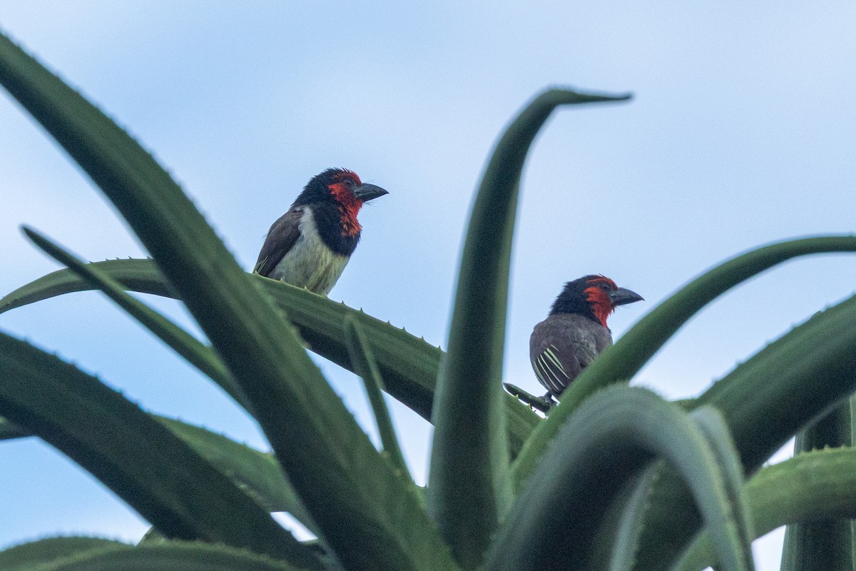 Лібія чорношия - ML647406978