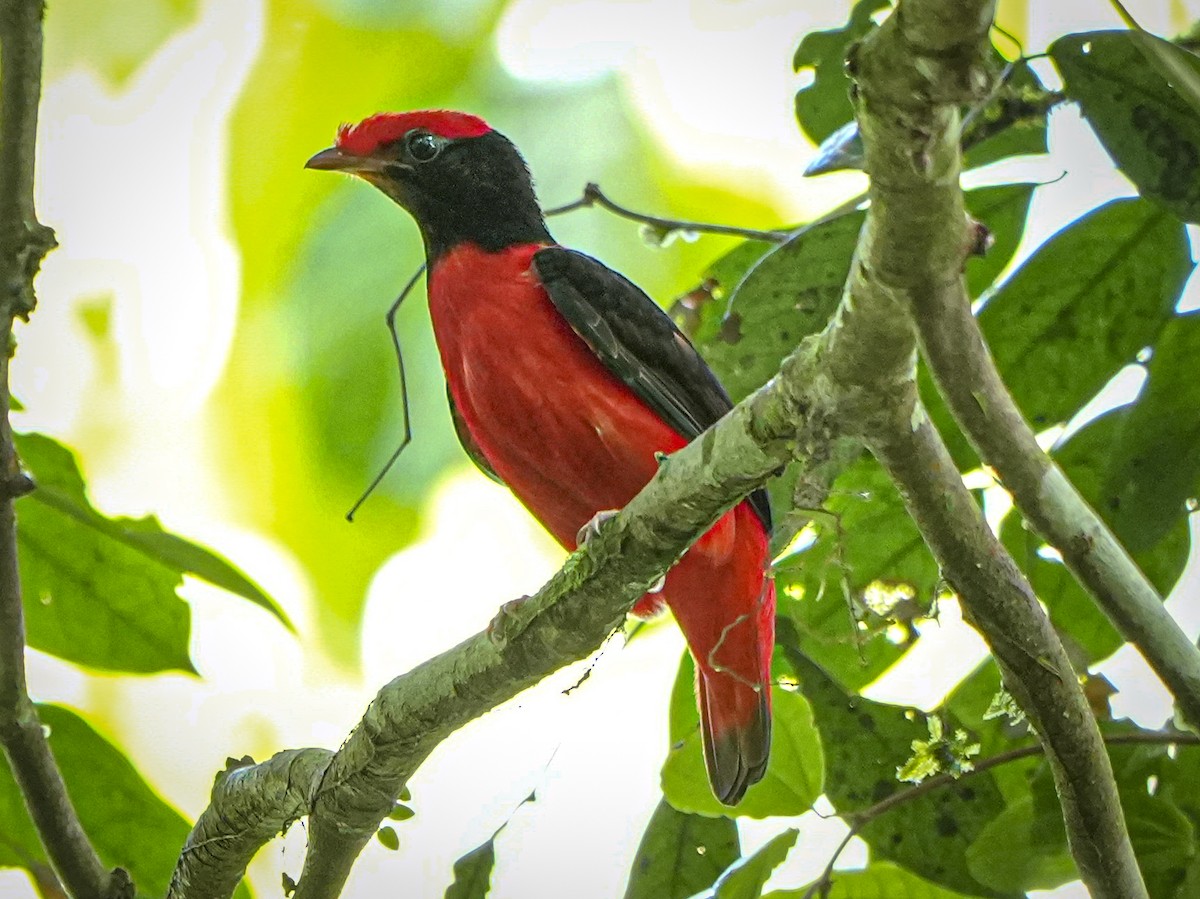 Black-necked Red-Cotinga - ML647406983