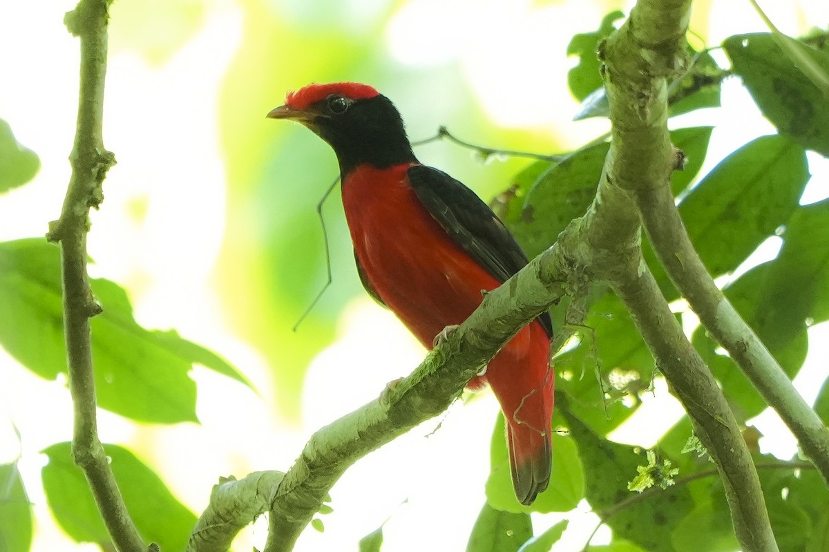 Black-necked Red-Cotinga - ML647406984