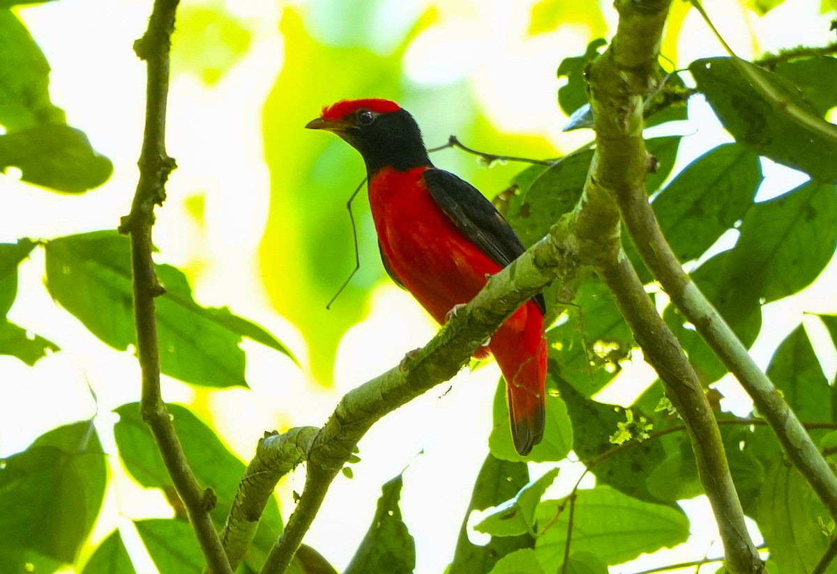 Black-necked Red-Cotinga - ML647406985