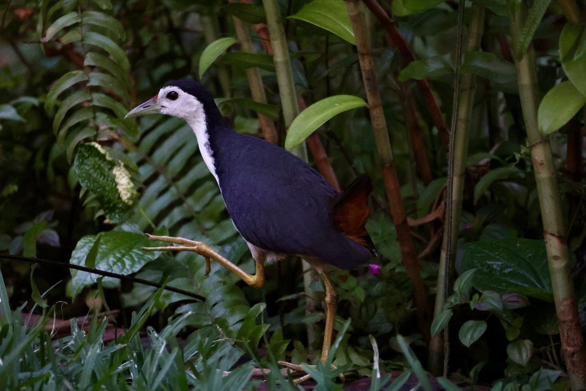 Белогрудый погоныш - ML647406991