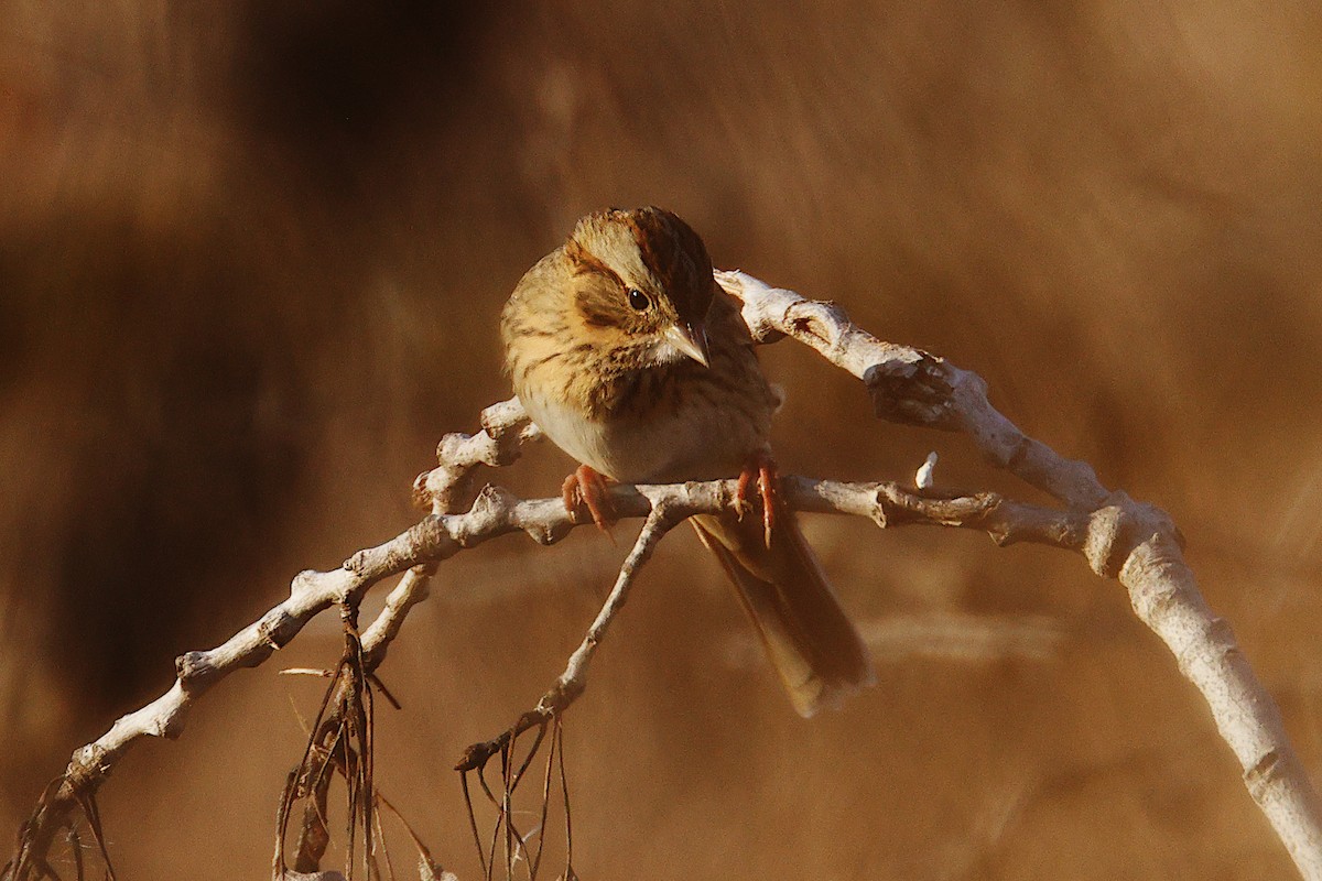 Lincoln's Sparrow - ML647406993