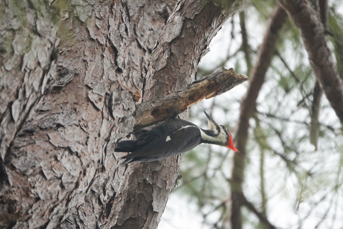 Pileated Woodpecker - ML647406996