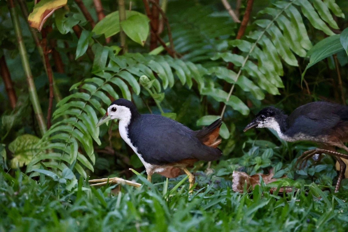 Белогрудый погоныш - ML647406997