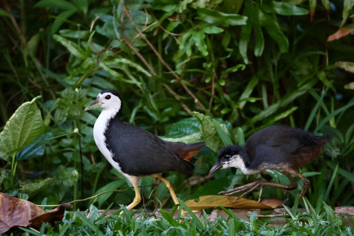 Белогрудый погоныш - ML647406998