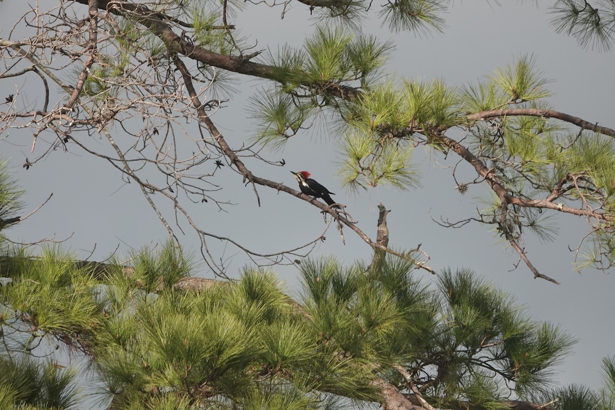 Pileated Woodpecker - ML647407002