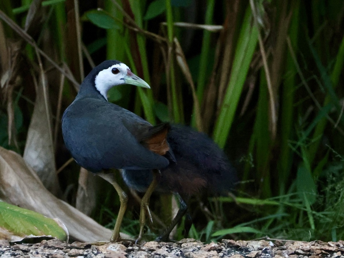 Белогрудый погоныш - ML647407005