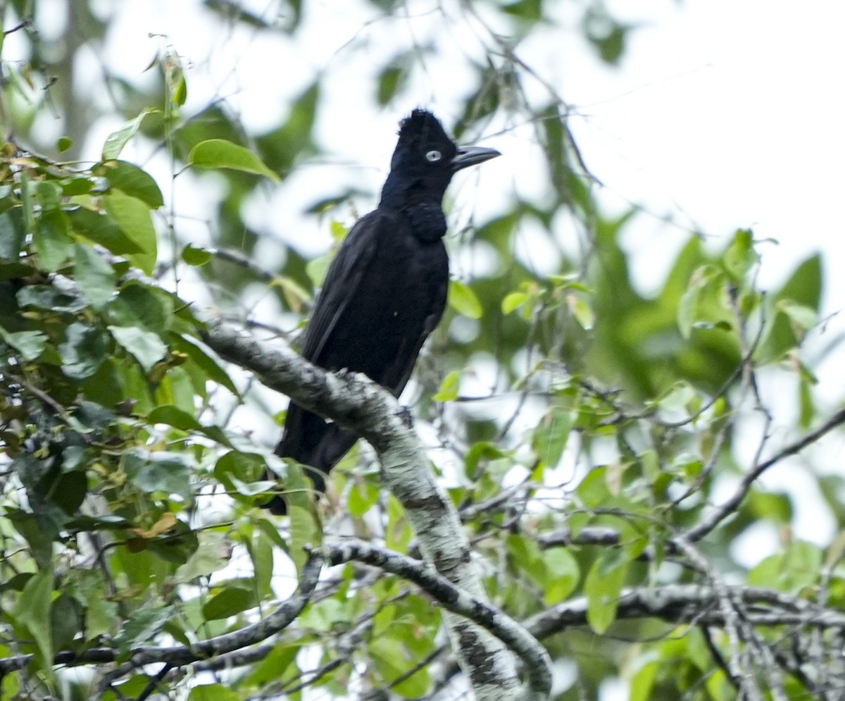 Amazonian Umbrellabird - ML647407006