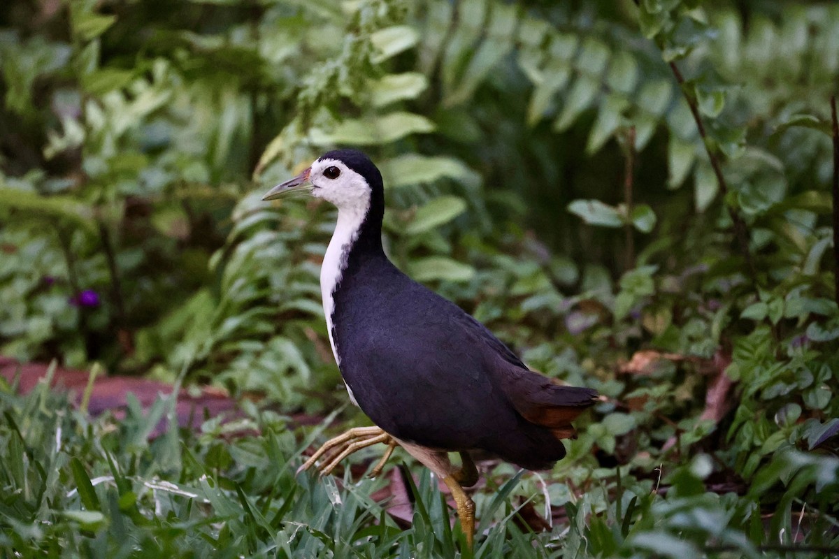 シロハラクイナ - ML647407007