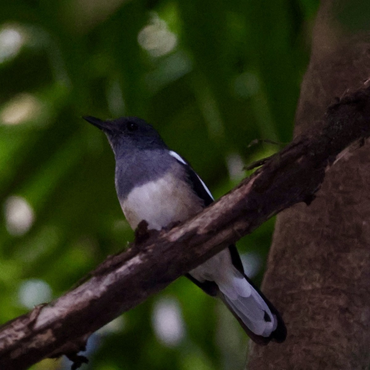 Сорочий шама - ML647407009