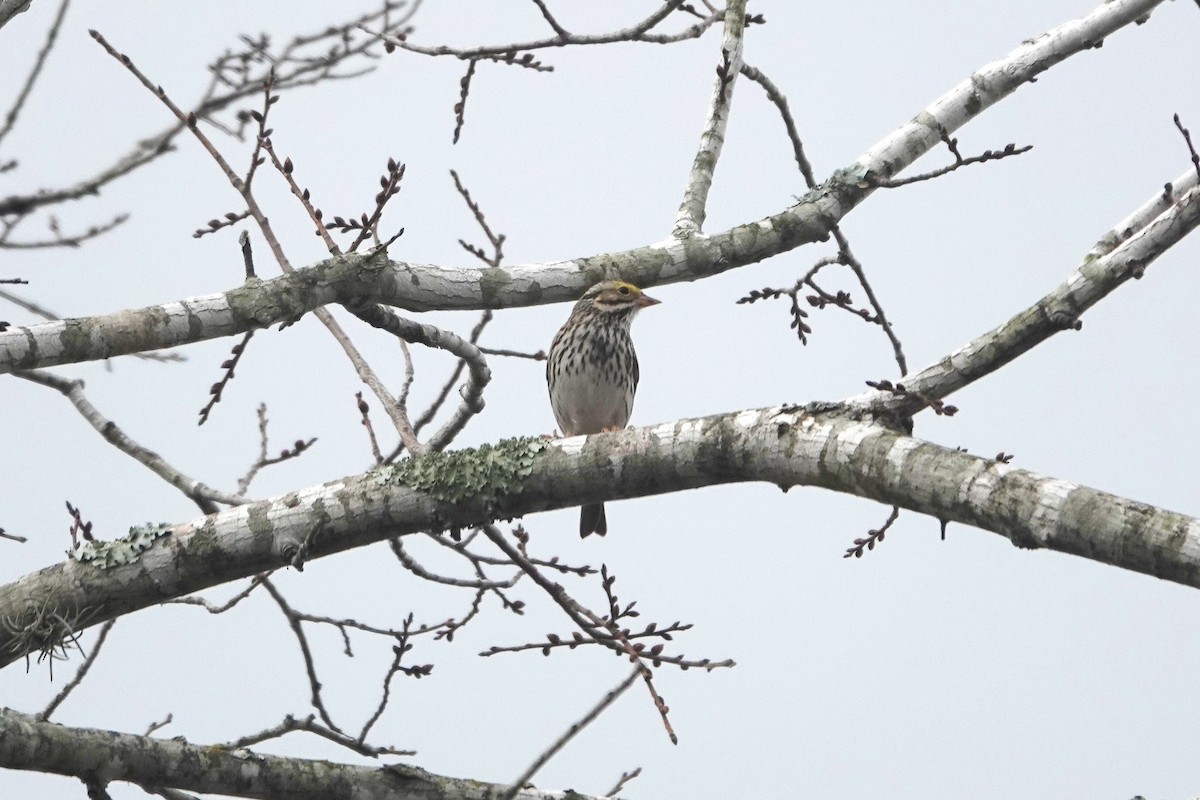 גיבתונית ערבות - ML647407010