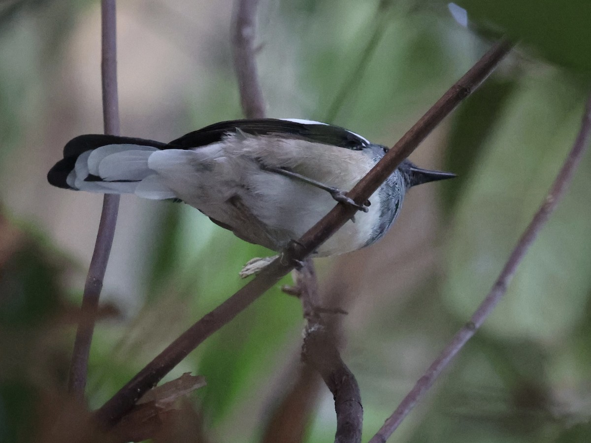 Сорочий шама - ML647407011