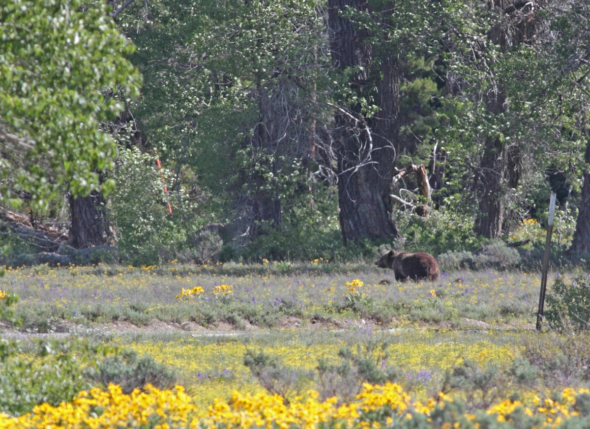 Grizzly Bear - ML647407018