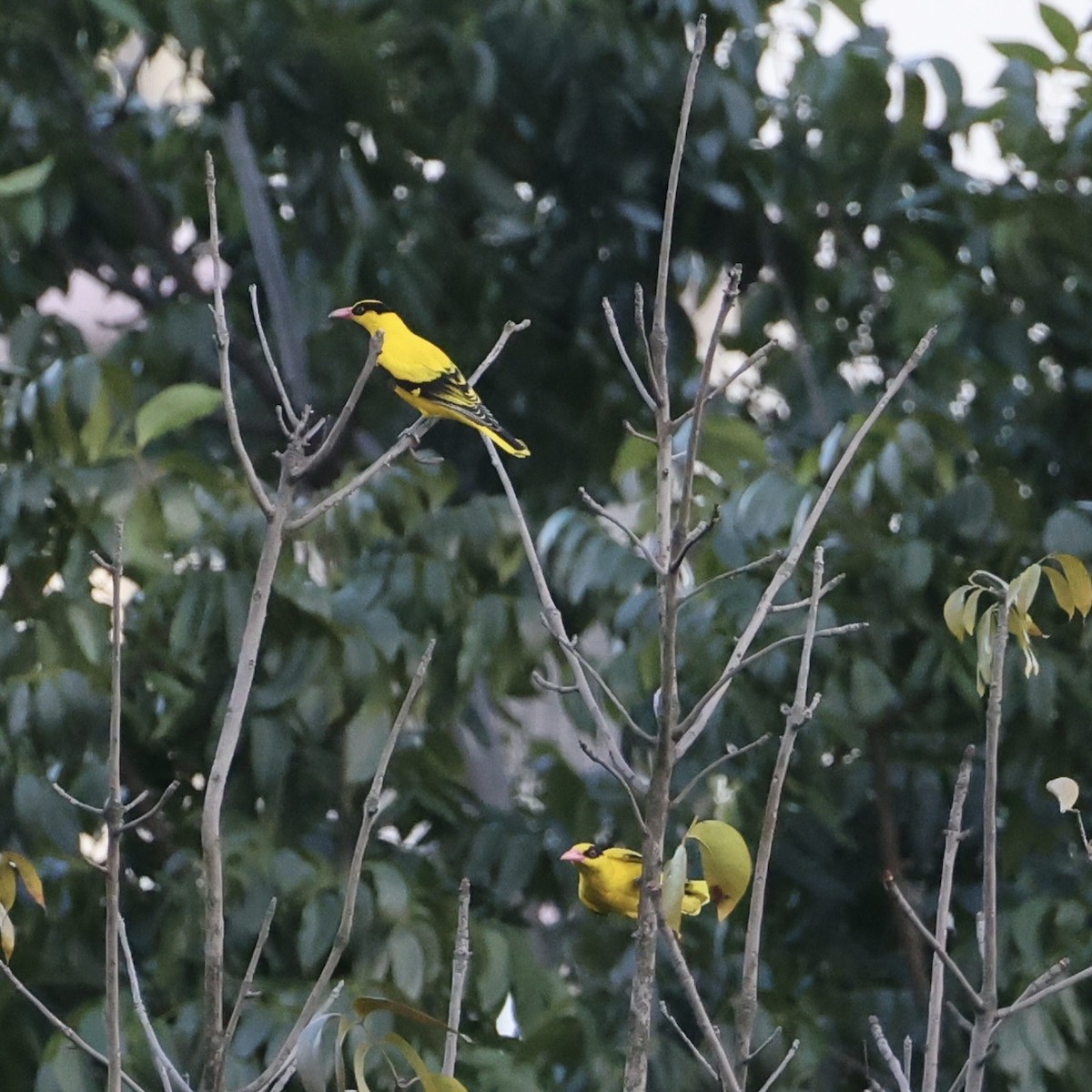 Китайская иволга - ML647407021