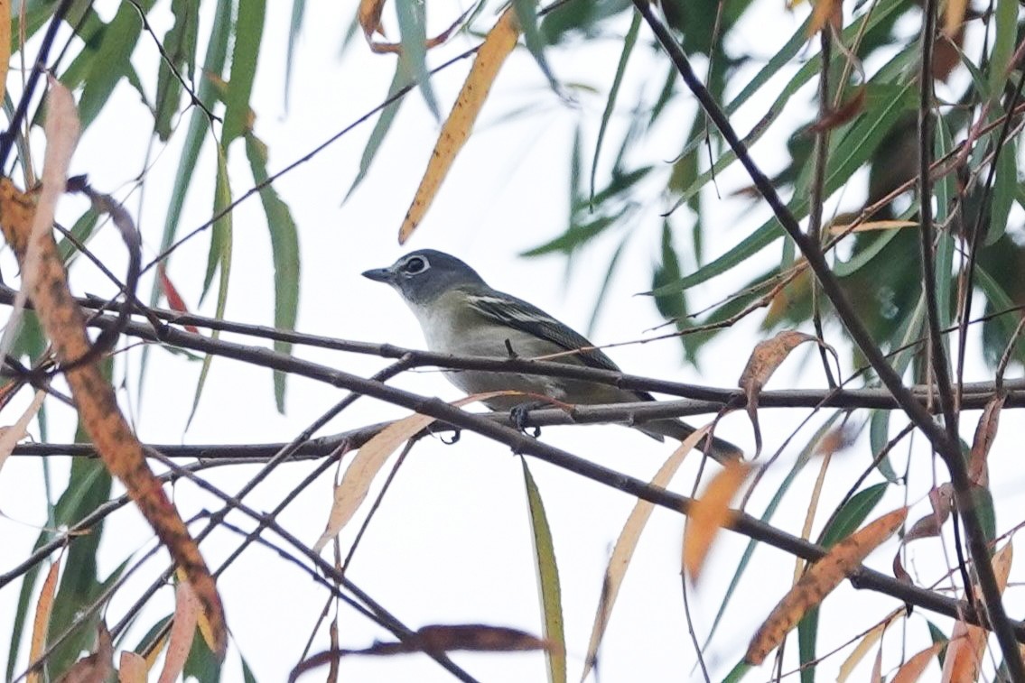 zelenáček brýlový - ML647407033