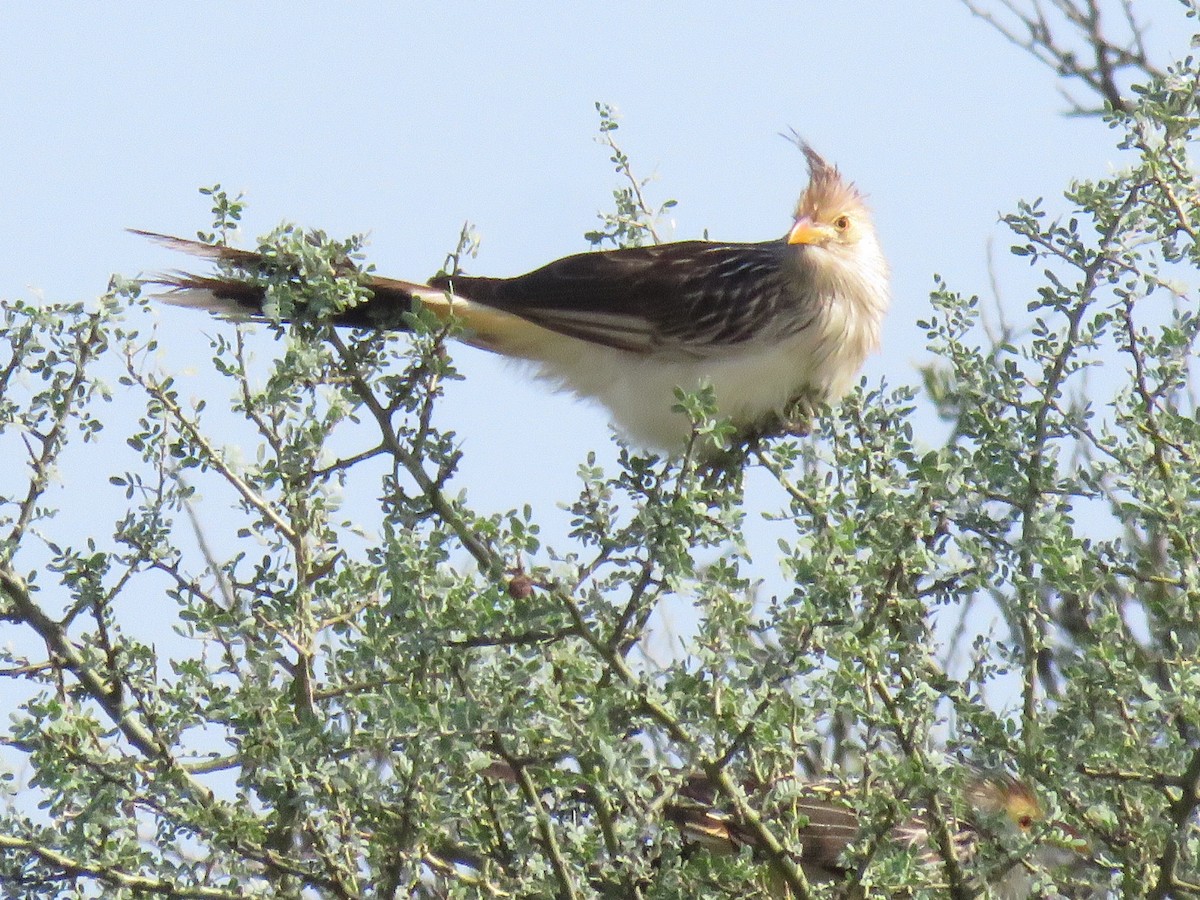 Guira Cuckoo - ML647407037